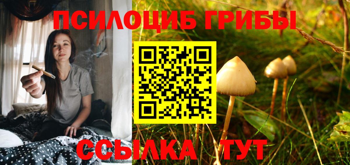 Псилоцибиновые грибы Psilocybe Тверь